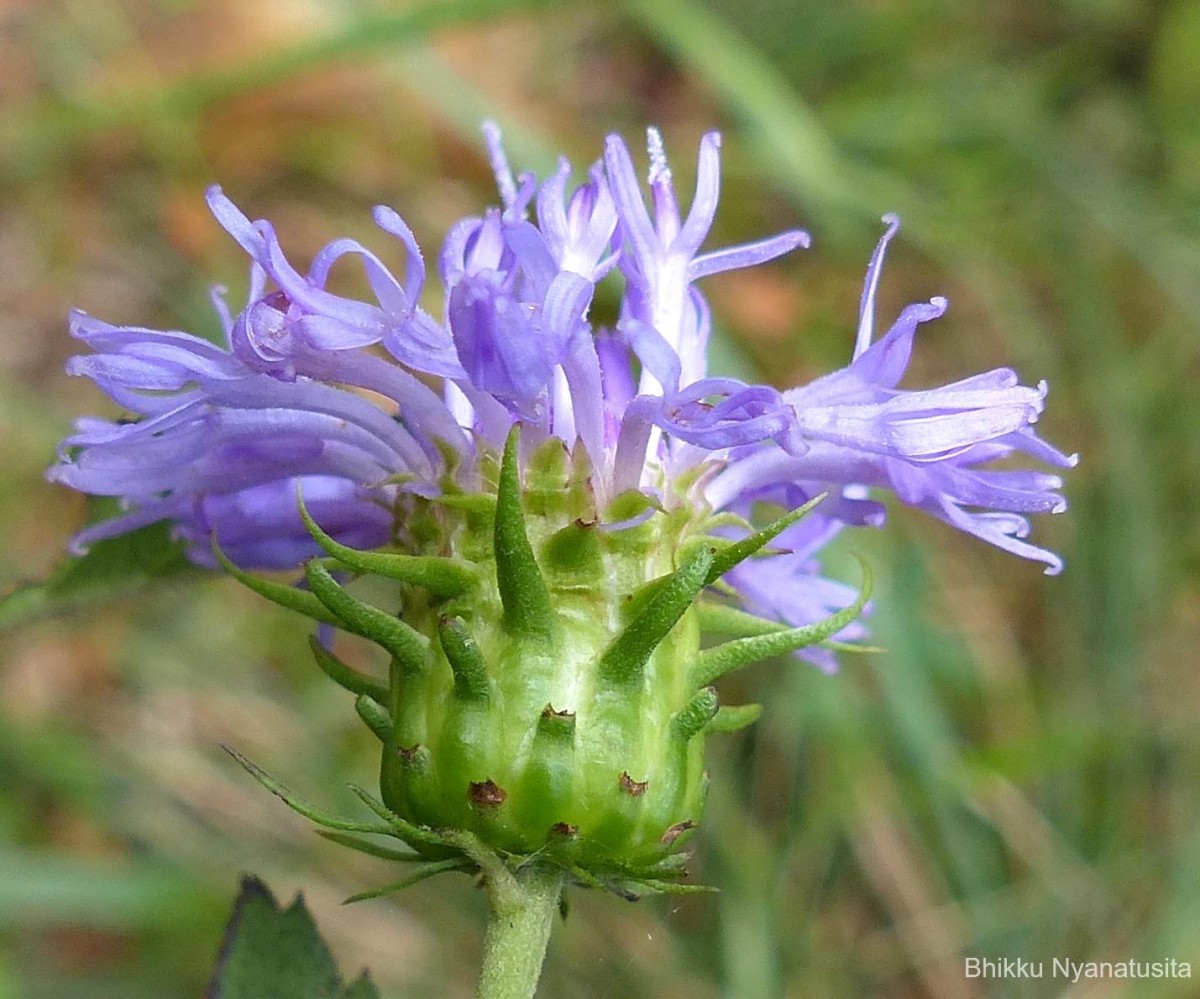Acilepis gardneri (Thwaites) H.Rob. & Skvarla